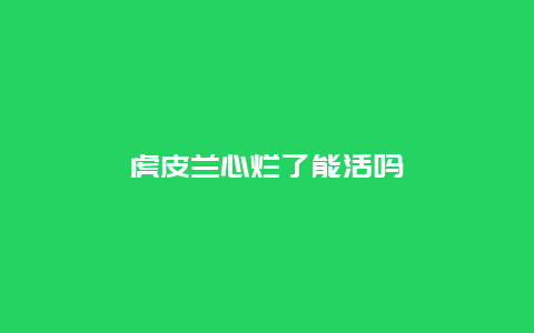 虎皮兰心烂了能活吗