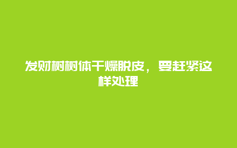 发财树树体干燥脱皮，要赶紧这样处理