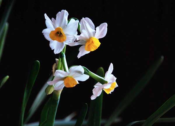 水仙花的花语和传说