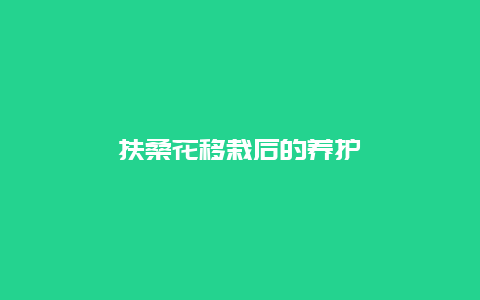 扶桑花移栽后的养护