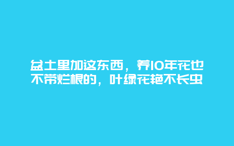 盆土里加这东西，养10年花也不带烂根的，叶绿花艳不长虫