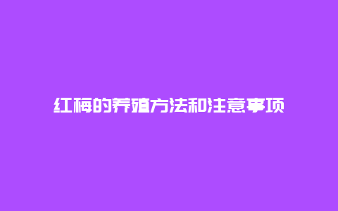 红梅的养殖方法和注意事项