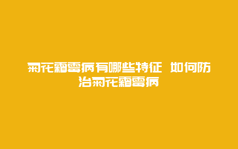 菊花霜霉病有哪些特征 如何防治菊花霜霉病