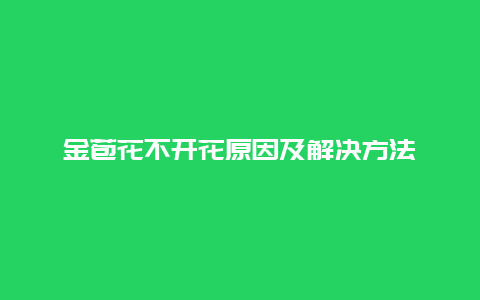 金苞花不开花原因及解决方法