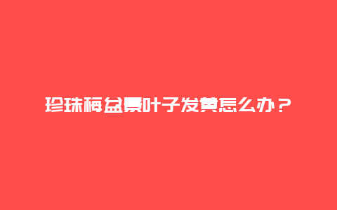 珍珠梅盆景叶子发黄怎么办？