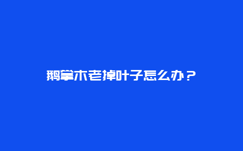 鹅掌木老掉叶子怎么办？