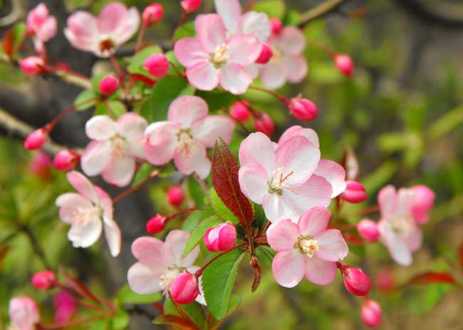 海棠花的花语是什么？