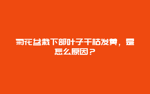 菊花盆栽下部叶子干枯发黄，是怎么原因？