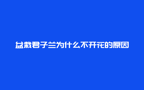 盆栽君子兰为什么不开花的原因