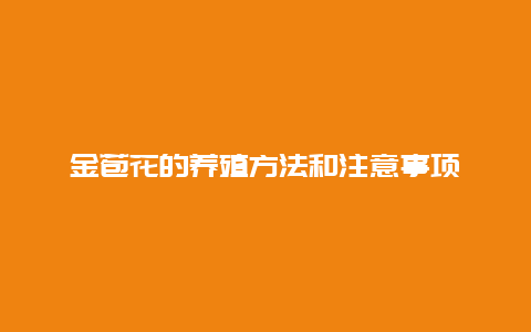 金苞花的养殖方法和注意事项