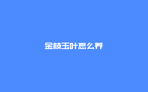 金枝玉叶怎么养