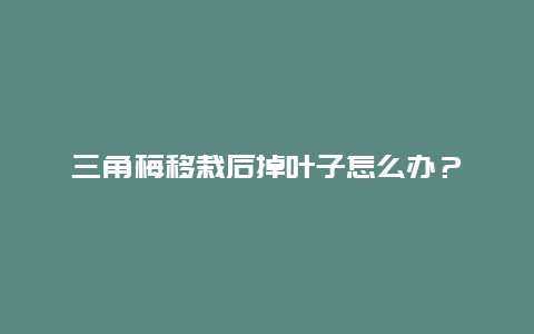 三角梅移栽后掉叶子怎么办？