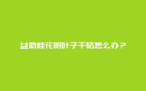 盆栽桂花树叶子干枯怎么办？