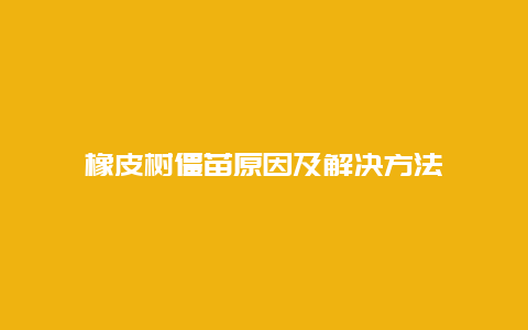 橡皮树僵苗原因及解决方法