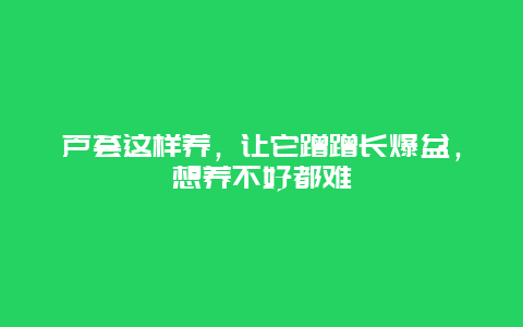 芦荟这样养，让它蹭蹭长爆盆，想养不好都难