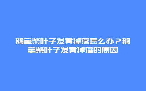 鹅掌柴叶子发黄掉落怎么办？鹅掌柴叶子发黄掉落的原因