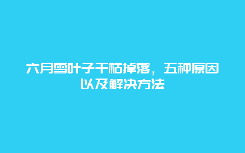 六月雪叶子干枯掉落，五种原因以及解决方法