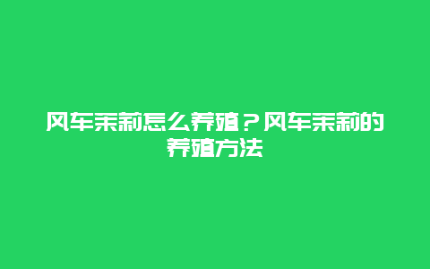 风车茉莉怎么养殖？风车茉莉的养殖方法