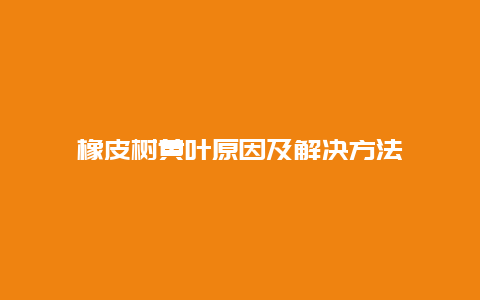 橡皮树黄叶原因及解决方法