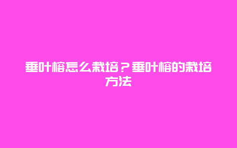 垂叶榕怎么栽培？垂叶榕的栽培方法