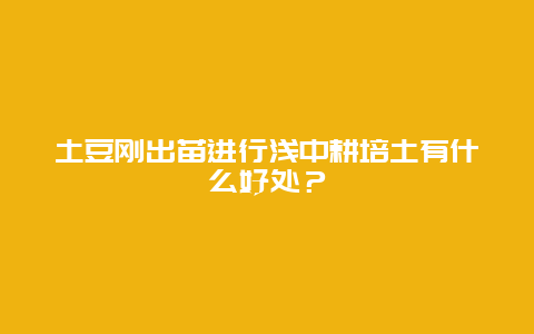 土豆刚出苗进行浅中耕培土有什么好处？