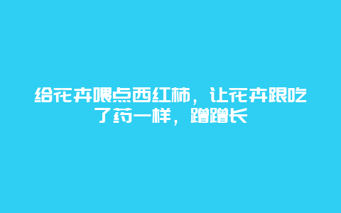 给花卉喂点西红柿，让花卉跟吃了药一样，蹭蹭长