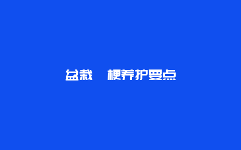 盆栽桔梗养护要点