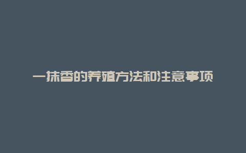 一抹香的养殖方法和注意事项