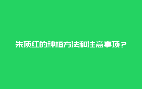 朱顶红的种植方法和注意事项？