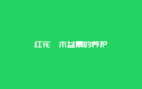 红花檵木盆景的养护