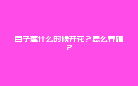 百子莲什么时候开花？怎么养殖？