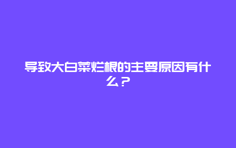 导致大白菜烂根的主要原因有什么？