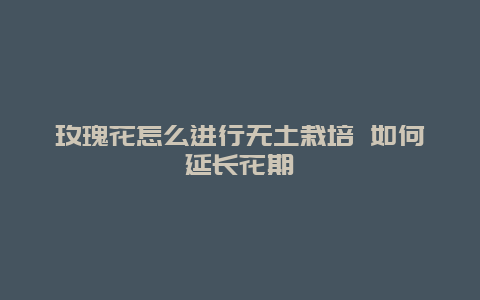 玫瑰花怎么进行无土栽培 如何延长花期