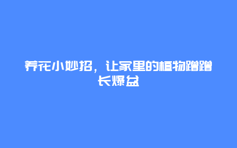 养花小妙招，让家里的植物蹭蹭长爆盆