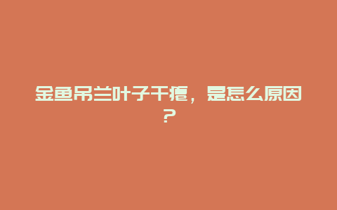 金鱼吊兰叶子干瘪，是怎么原因？