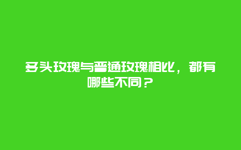 多头玫瑰与普通玫瑰相比，都有哪些不同？