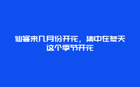 仙客来几月份开花，集中在冬天这个季节开花