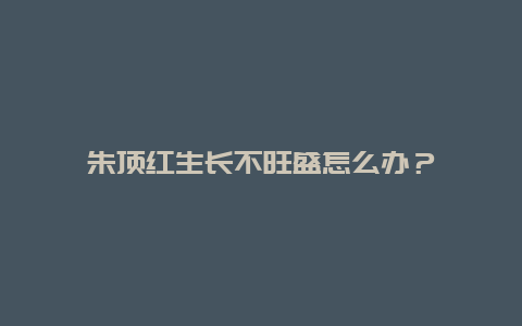 朱顶红生长不旺盛怎么办？