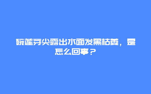 碗莲芽尖露出水面发黑枯萎，是怎么回事？