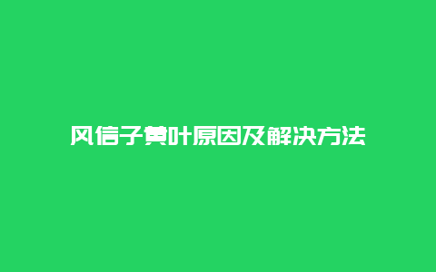 风信子黄叶原因及解决方法