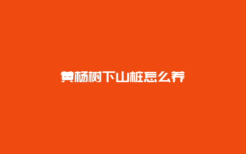 黄杨树下山桩怎么养