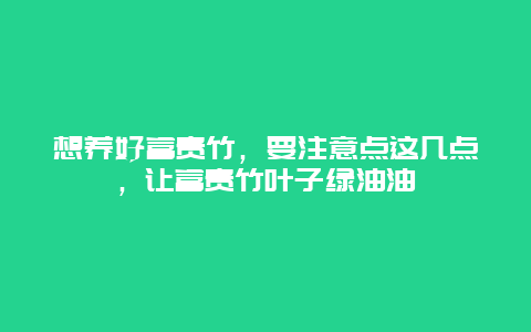 想养好富贵竹，要注意点这几点，让富贵竹叶子绿油油