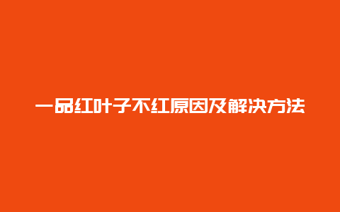 一品红叶子不红原因及解决方法