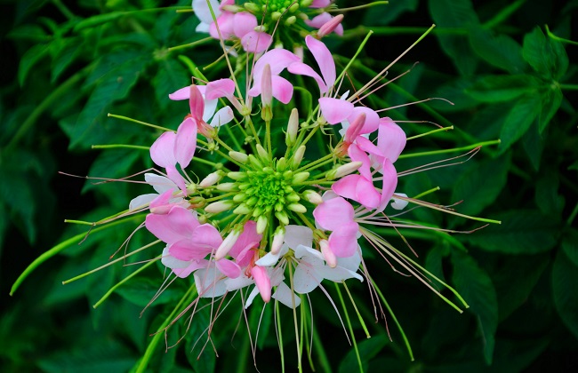 醉蝶花的花语是什么