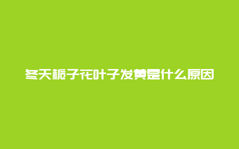 冬天栀子花叶子发黄是什么原因