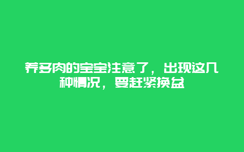 养多肉的宝宝注意了，出现这几种情况，要赶紧换盆