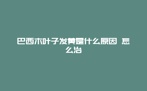 巴西木叶子发黄是什么原因 怎么治