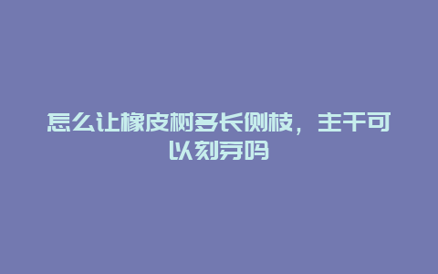 怎么让橡皮树多长侧枝，主干可以刻芽吗