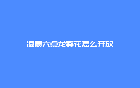 凌晨六点龙葵花怎么开放