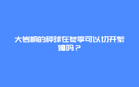 大岩桐的种球在冬季可以切开繁殖吗？